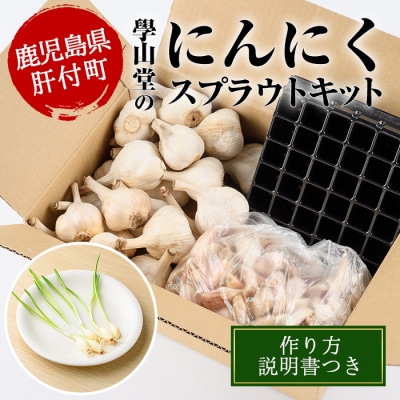 〈先行受付〉學山堂のにんにくスプラウトキット(作り方説明書付)鹿児島 国産　A69005