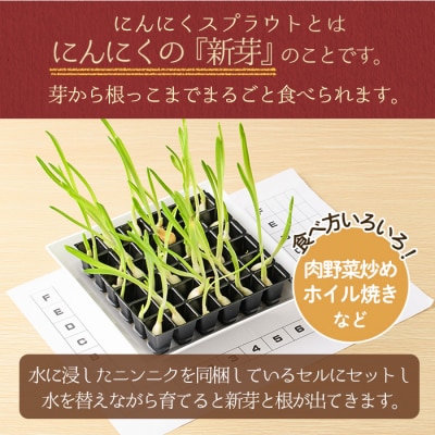 〈先行受付〉學山堂のにんにくスプラウトキット(作り方説明書付)鹿児島 国産　A69005