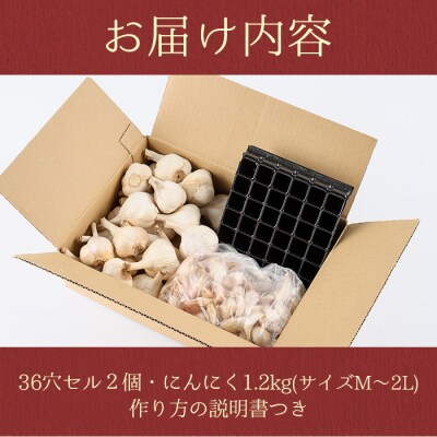 〈先行受付〉學山堂のにんにくスプラウトキット(作り方説明書付)鹿児島 国産　A69005