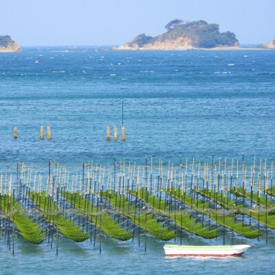 訳あり 有明海産佐賀海苔 半切260枚(130枚×2)(みやき町)_SS369