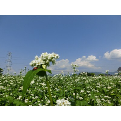 東尾五割蕎麦8人前(つゆ付)_SS403