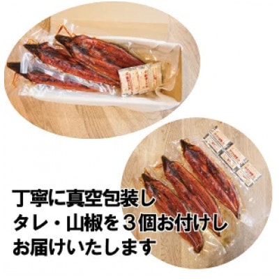 【ふるさと納税】計1kgの有頭鰻かば焼 1尾あたり約334g前後×3尾(たれ・山椒付き)_SS105