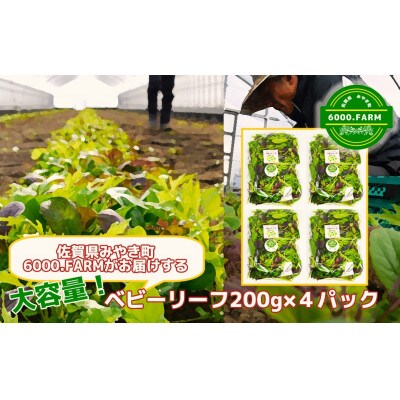 有機JAS認証取得 ベビーリーフ200g×4パック_SS376