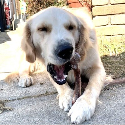 犬の噛むおやつ☆天然いのししの骨ガム☆大型犬向け_SS750