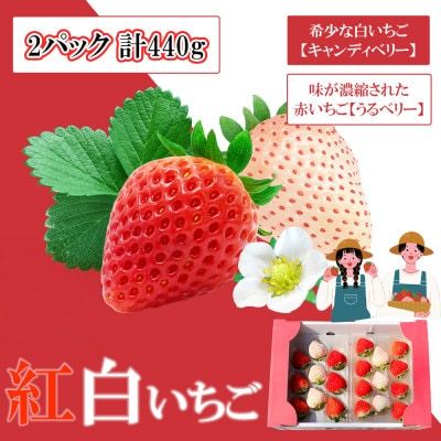 【2025年11月中旬～4月発送】紅白いちご440g ゆりか―ごC2パック_SS1070(みやき町)