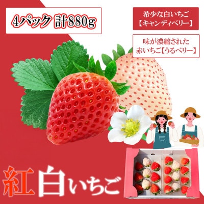 【2025年11月中旬～4月発送】紅白いちご880g ゆりかーごC4パック_SS1069(みやき町)
