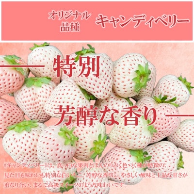 【2025年11月中旬～4月発送】白いちごサイズ色々4パックGF010_SS1061(みやき町)