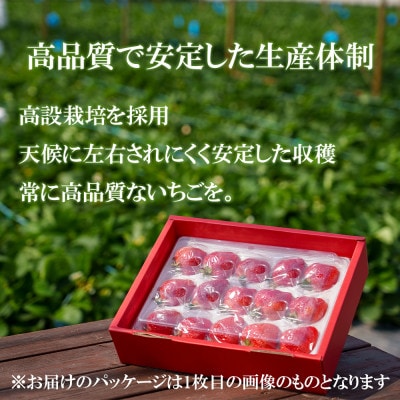 【2025年11月中旬～4月発送】白いちごサイズ色々4パックGF010_SS1061(みやき町)