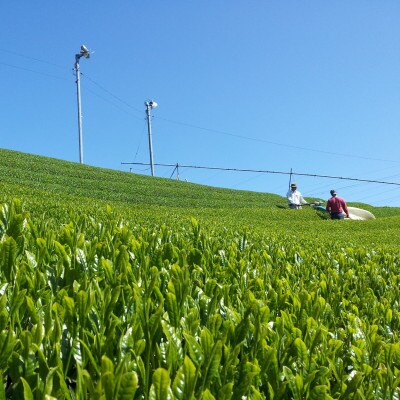 中森製茶 かぶせ茶・煎茶 3種セット 伊勢茶 三重県産茶葉100% 被覆栽培 露地栽培