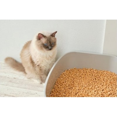 ねこのトイレ用チップ　猫砂　10L×2箱セット