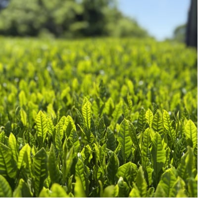 【さとふる限定】3種のお茶のティーバッグセット