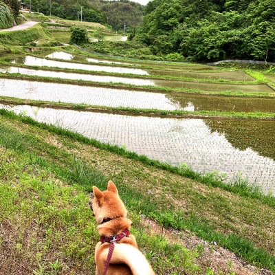 令和7年産 朝日 精米2kg  ホタル舞う里山の棚田 農薬 化学肥料不使用[NO5765-1423]