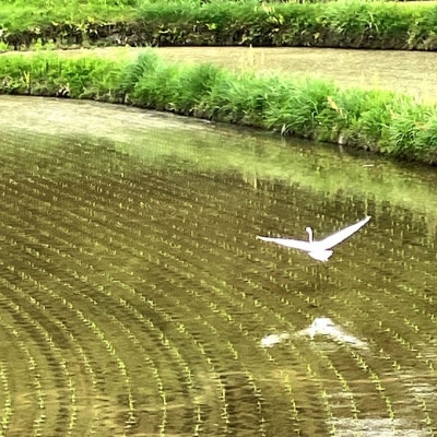 令和7年産 朝日 精米2kg  ホタル舞う里山の棚田 農薬 化学肥料不使用[NO5765-1423]