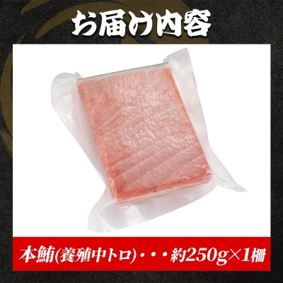 本まぐろ 中トロ 約250g 1冊 養殖 oo-0026