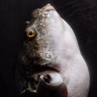 【FUKUototo】熟成てっちりセット(二人前)