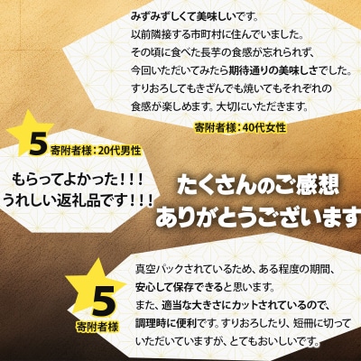 【七戸産】長芋 3kg(家庭用カット/真空パック)