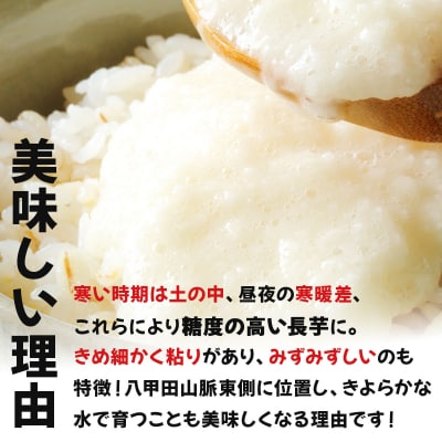 七戸産 長芋 10kg 