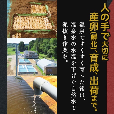 「兜すっぽん」鍋　醤油・生姜味1セット　青森シャモロック味1セット 