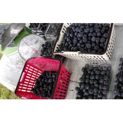 【令和8年度産】そのまま食べられる 冷凍ブルーベリー(300g)3袋セット