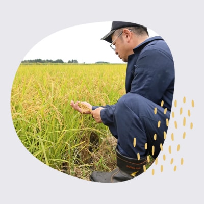 【令和7年産】まっしぐら精米　10kg(5kg×2袋)