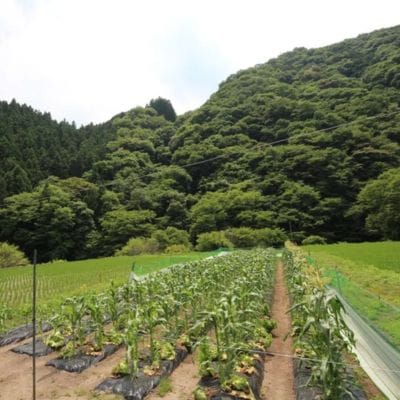 ニンニクオリーブオイル漬け 160g