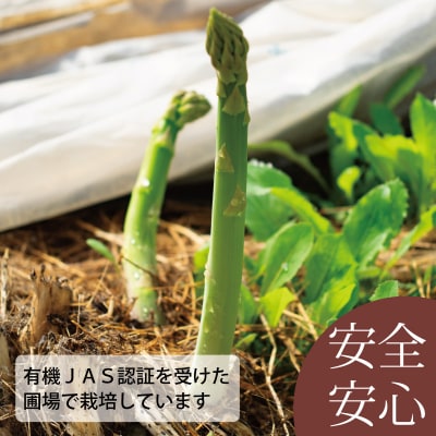 2026年産先行受付　北海道産アスパラガス【AO-002】