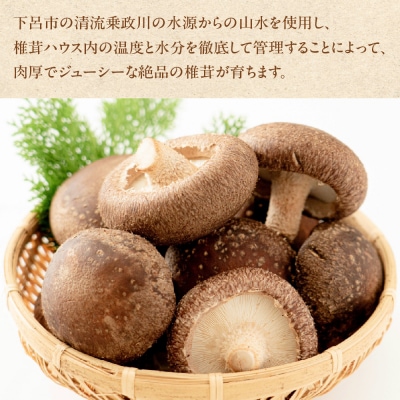  菌床生椎茸  詰め合せセット(4パック+3袋)7品 計1.3kg  生椎茸 しいたけ【119-1】