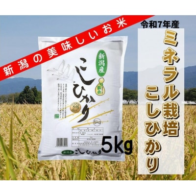【令和7年産】ミネラル栽培こしひかり 5kg  