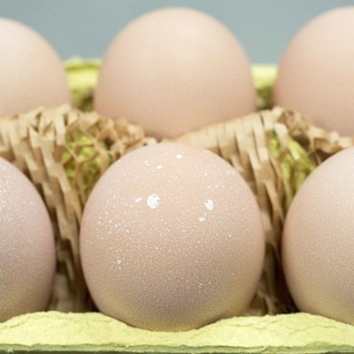 【あずさと四種の地鶏詰め合わせ】あじわいたまごセット 卵 たまご 地鶏