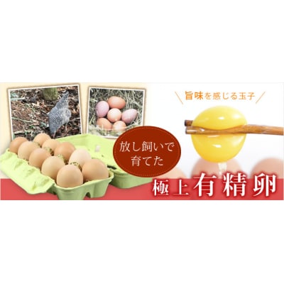 平飼い有精卵セット【5種各6個・計30個】卵 たまご 地鶏