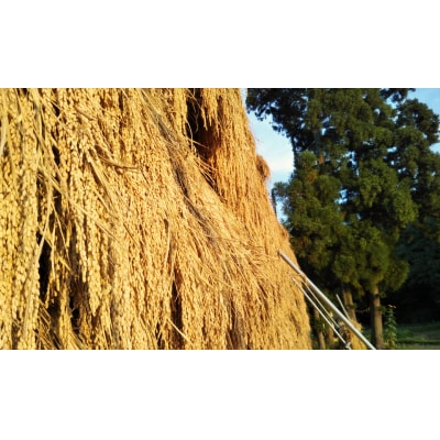 【令和7年産】【有機JAS認証】夢の谷コシヒカリ 玄米 4kg(2kg×2袋) 