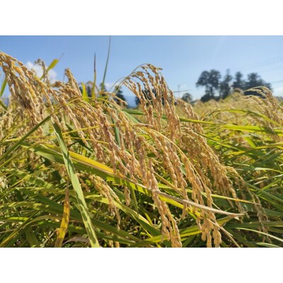 夢の谷ファームのこめ粉 250g×4袋 