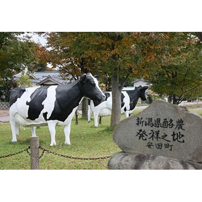 生牛乳クリームジェラート ギフトボックス