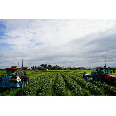  夏季限定 朝採り 枝豆 「えんだま」 2kg (250g×8袋) 新潟県 阿賀野市産