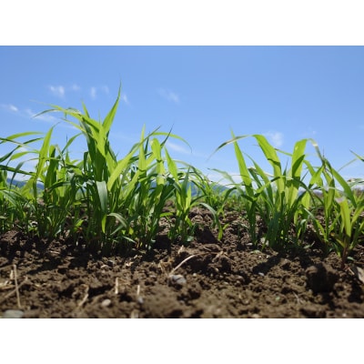 種から栽培した国産ホウキモロコシで手作りした「大和箒」