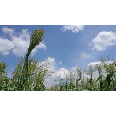 種から栽培した国産ホウキモロコシで手作りした「大和箒」