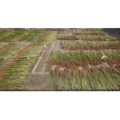 種から栽培した国産ホウキモロコシで手作りした「大和箒」