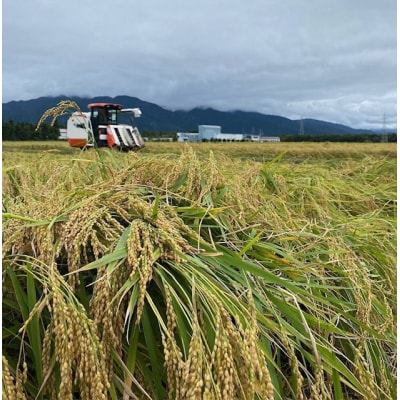 安田もち 切餅3種&つぶあん400gセット 白もち 豆もち 草もち 