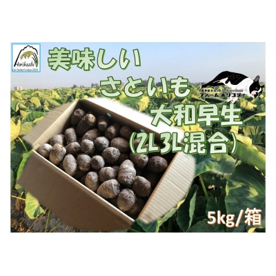 阿賀野市産 さといも 「ファームホリコシ皮付き里芋」 サイズ混合 5kg