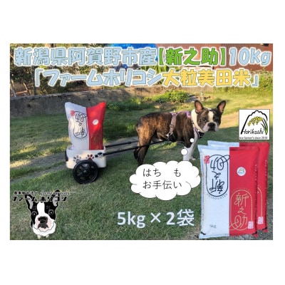 【令和7年産】新之助「ファームホリコシ 新之助」10kg(5kg×2袋)