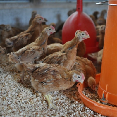 小分けタイプ!熊野地鶏肝セット～1kg以上～