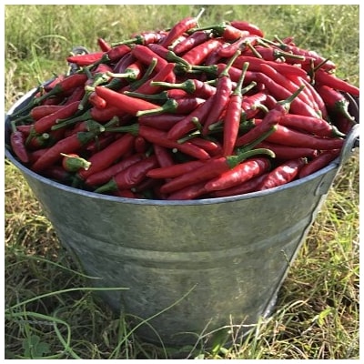 【テレビで紹介されました】熊野ドレッシング　200ml×1本 唐辛子 国産 熊野市