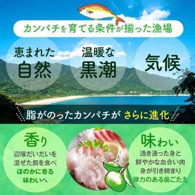産地直送!辺塚だいだいカンパチ(約3.5kg・1本) 　B08002