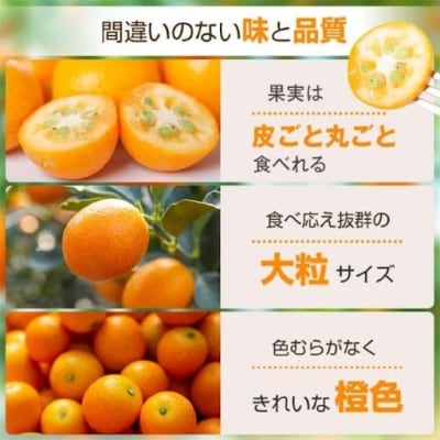 【先行受付】肝付町産 完熟ハウスきんかん　A18004