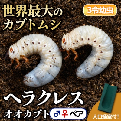 ヘラクレスオオカブト カブトムシ 3令幼虫ペア(オスメス)　人工蛹室付　B76001