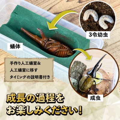 ヘラクレスオオカブト カブトムシ 3令幼虫ペア(オスメス)　人工蛹室付　B76001