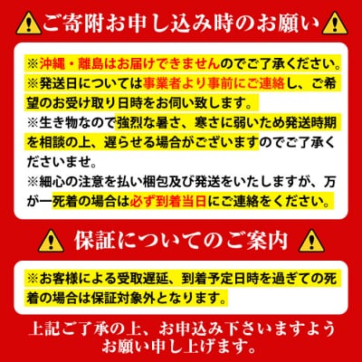 ヘラクレスオオカブト カブトムシ 3令幼虫ペア(オスメス)　人工蛹室付　B76001