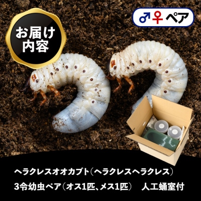 ヘラクレスオオカブト カブトムシ 3令幼虫ペア(オスメス)　人工蛹室付　B76001