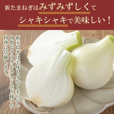 畑から台所へ直行便!學山堂の新玉ねぎ(計3kg 12〜15個)　P69001