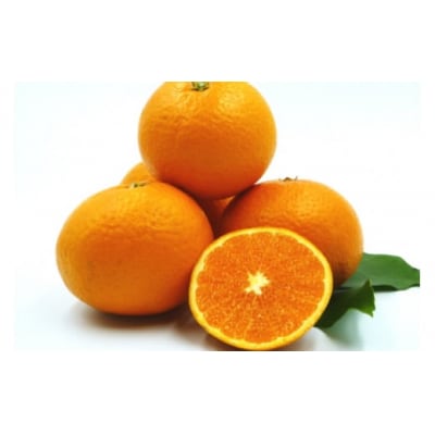 【伊豆のみかん・柑橘】もぎたて果実　清見　オレンジ　6kg　A025 / 収穫体験農園ふたつぼり